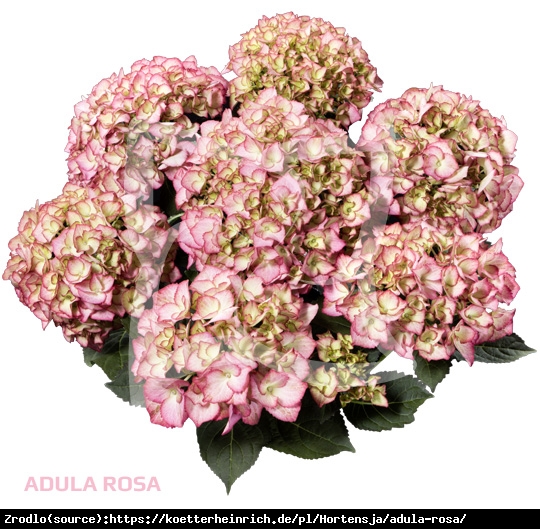 Hortensja ogrodowa Adula Pink- UNIKAT, dwukolorowe kwiaty, WYSOKA MROZOODPORNOŚĆ - Hydrangea macrophylla ADULA Pink