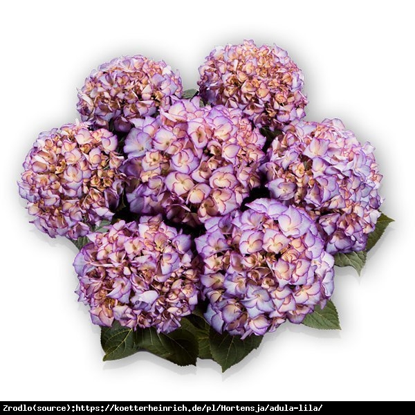 Hortensja ogrodowa Adula Purple- UNIKAT, dwukolorowe kwiaty, WYSOKA MROZOODPORNOŚĆ - Hydrangea macrophylla ADULA Purple