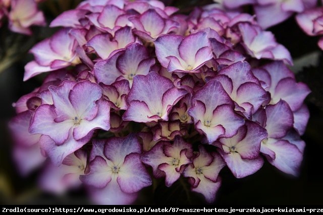 Hortensja ogrodowa Adula Purple- UNIKAT, dwukolorowe kwiaty, WYSOKA MROZOODPORNOŚĆ - Hydrangea macrophylla ADULA Purple