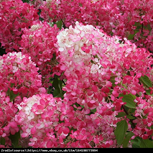 Hortensja bukietowa Diamant Rouge - NA PNIU, malinowo-czerwone kwiaty - Hydrangea paniculata Diamant Rouge