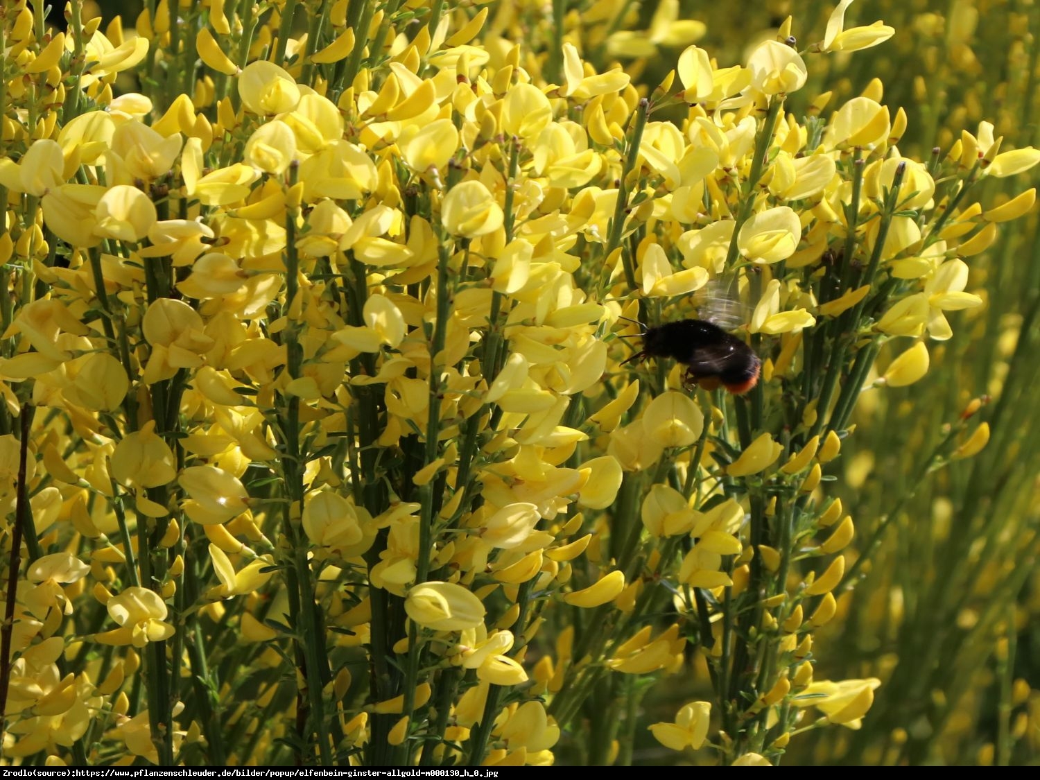 Szczodrzeniec wczesny Allgold - Cytisus pracecox Allgold