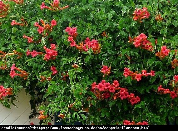 Milin amerykański Flamenco- OGNISTA CZERWIEŃ,duży egzemplarz - Campsis radicans Flamenco