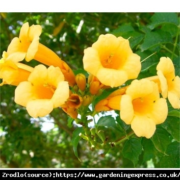 Milin amerykański Judy - MORELOWE KWIATY,duży egzemplarz - Campsis radicans JUDY