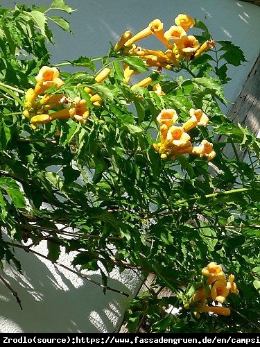 Milin amerykański Judy - MORELOWE KWIATY,duży egzemplarz - Campsis radicans JUDY