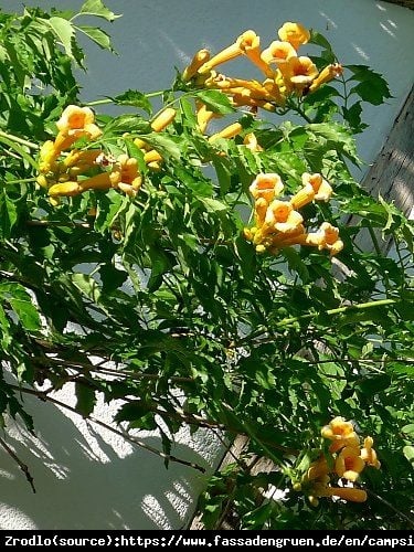 Milin amerykański Judy - MORELOWE KWIATY,duży egzemplarz - Campsis radicans JUDY