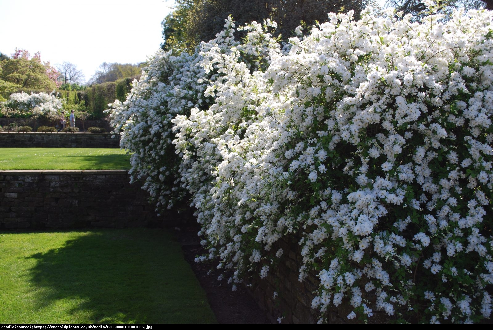 Obiela wielkokwiatowa The Bride - Exochorda  The Bride 