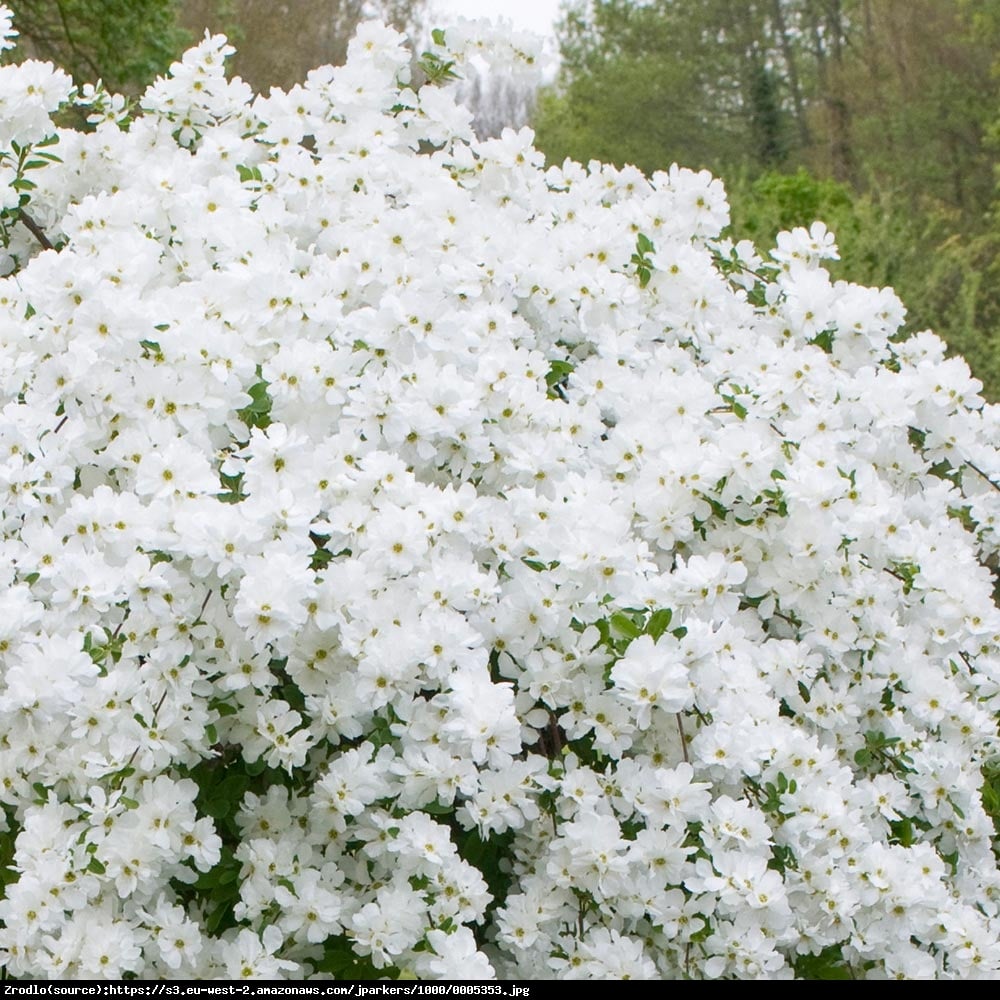 Obiela wielkokwiatowa The Bride - Exochorda  The Bride 