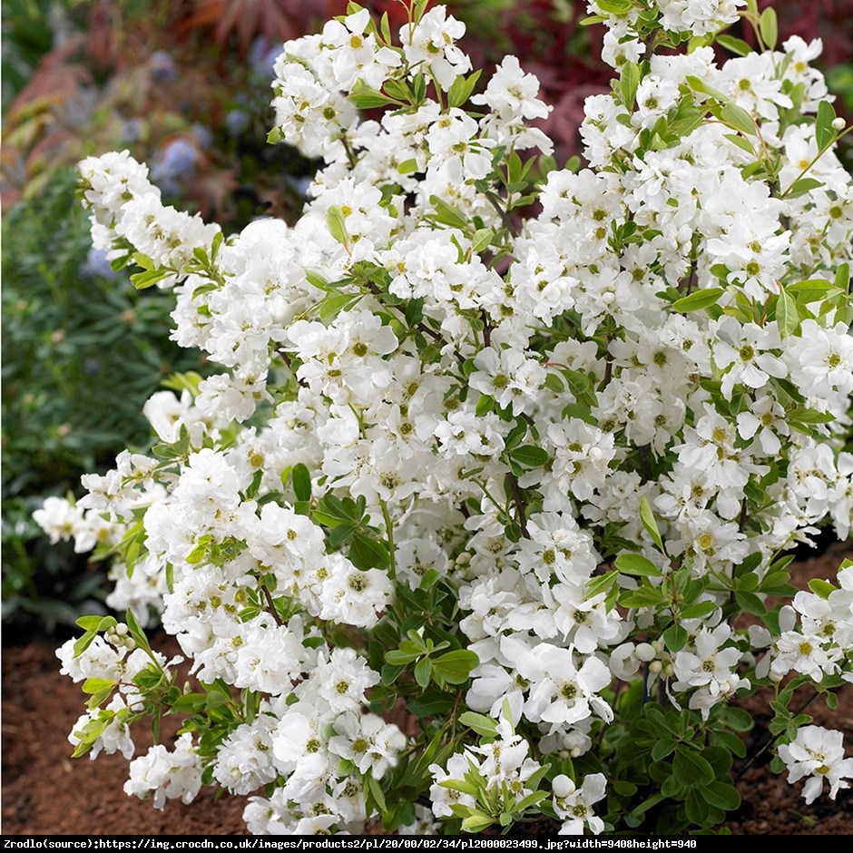 Obiela wielkokwiatowa The Bride - Exochorda  The Bride 