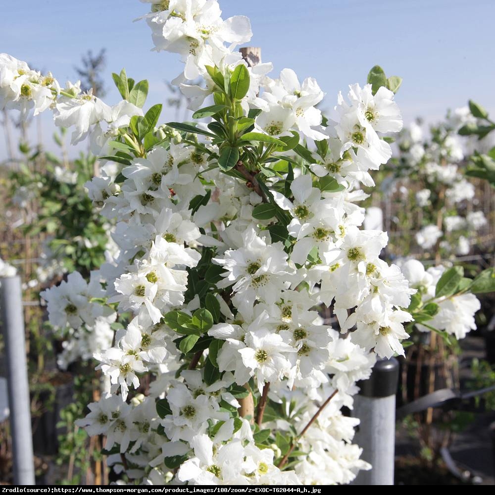 Obiela wielkokwiatowa The Bride - Exochorda  The Bride 