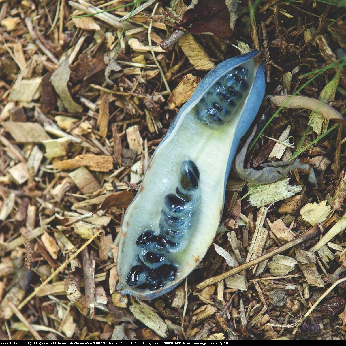 Palecznik chiński  - Decaisnea fargesii