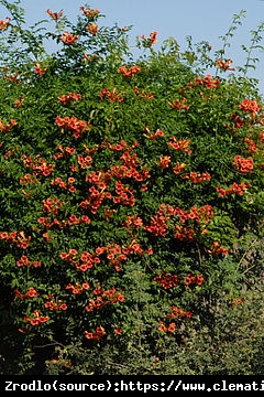 Milin amerykański URSYNÓW - POMARAŃCZOWE KWIATY,DUŻY EGZEMPLARZ - Campsis radicans Ursynów