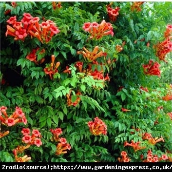 Milin amerykański URSYNÓW - POMARAŃCZOWE KWIATY,DUŻY EGZEMPLARZ - Campsis radicans Ursynów