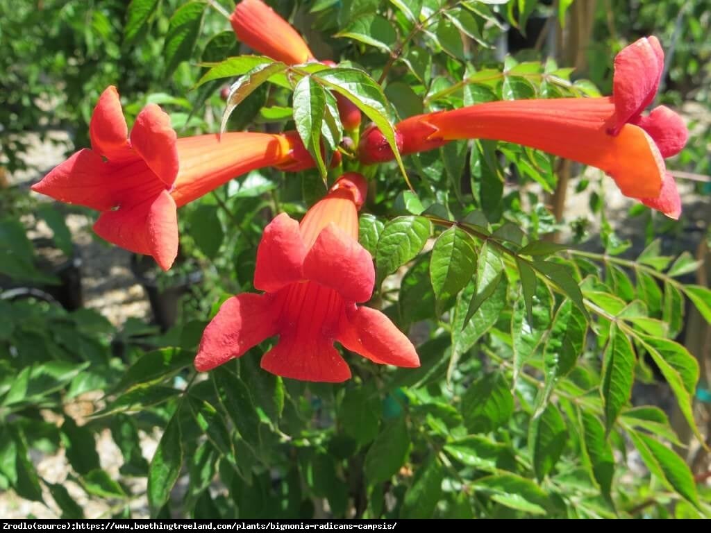 Milin amerykański URSYNÓW - POMARAŃCZOWE KWIATY,DUŻY EGZEMPLARZ - Campsis radicans Ursynów