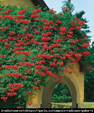 Milin amerykański Gabor- INTENSYWNA CIEMNA CZERWIEŃ - Campsis radicans Flamenco