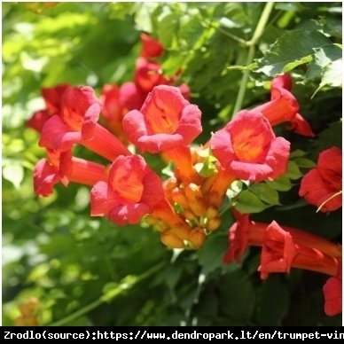 Milin amerykański Gabor- INTENSYWNA CIEMNA CZERWIEŃ - Campsis radicans Flamenco