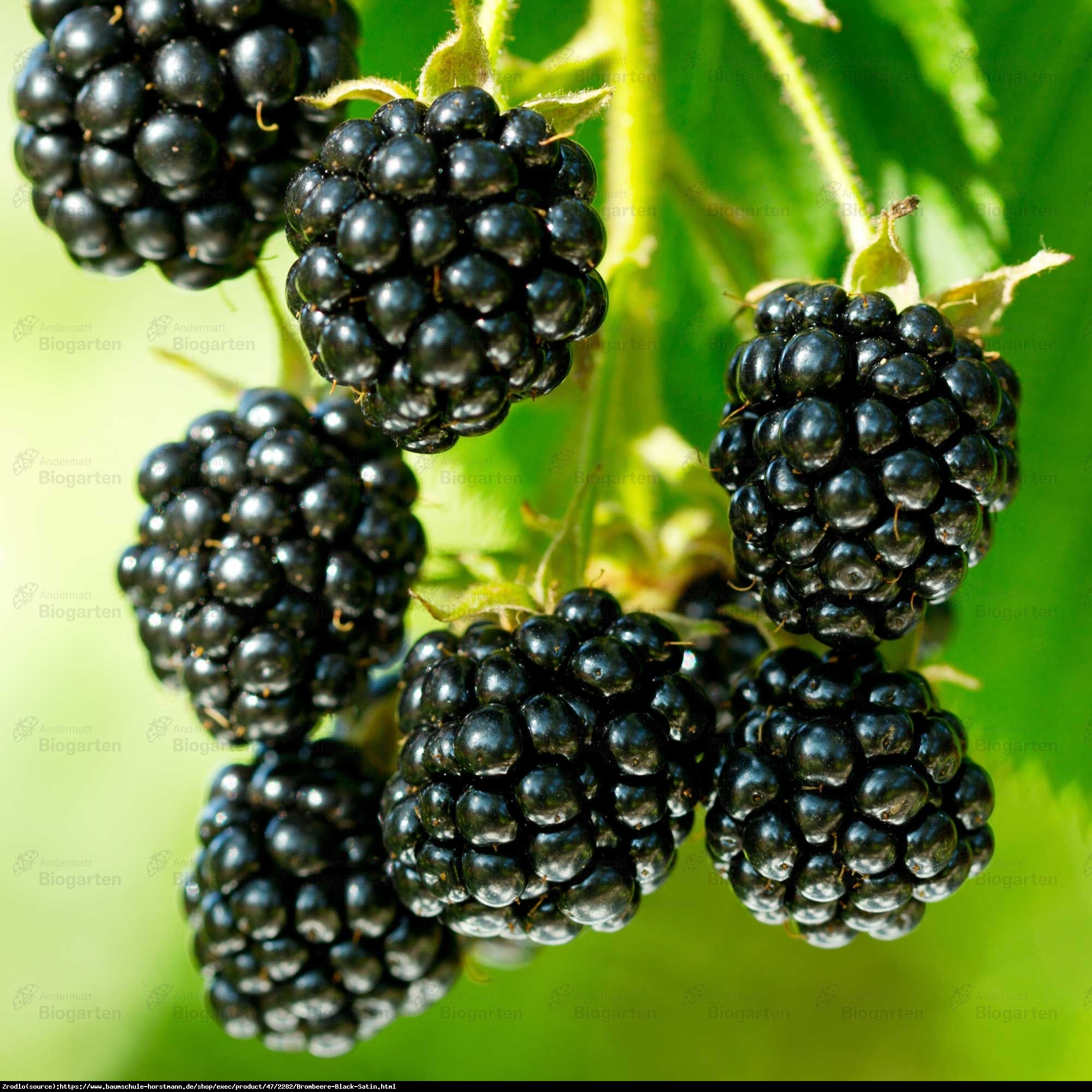 Jeżyna bezkolcowa Black Satin.DUŻY EGZEMPLARZ!!! - Rubus fruticosa  Black Satin