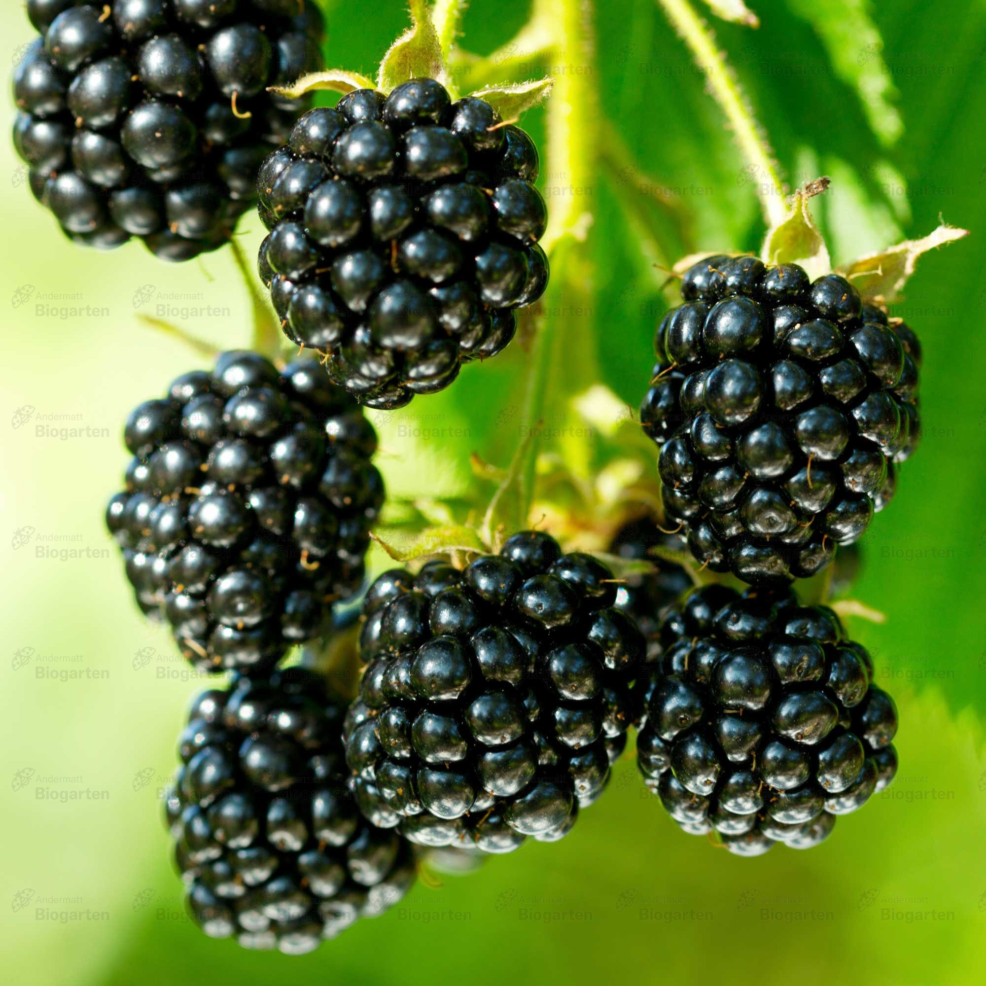 Jeżyna bezkolcowa Black Satin.DUŻY EGZEMPLARZ!!! - Rubus fruticosa  Black Satin