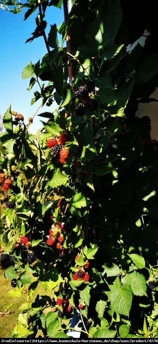 Jeżyna bezkolcowa  Navaho .DUŻY EGZEMPLARZ!!! - Rubus fruticosus Navaho