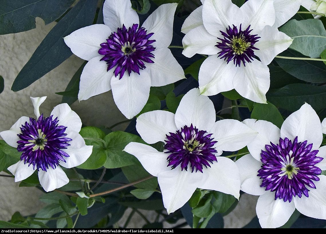 Powojnik kwiecisty odmiana Siebolda - Unikat, ORYGINALNE, pełne kwiaty - Clematis florida var. sieboldiana