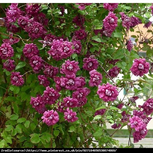 Powojnik kwiecisty odmiana Siebolda - Unikat, ORYGINALNE, pełne kwiaty - Clematis florida var. sieboldiana