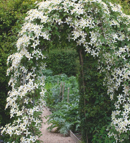 Powojnik kwiecisty odmiana Siebolda - Unikat, ORYGINALNE, pełne kwiaty - Clematis florida var. sieboldiana