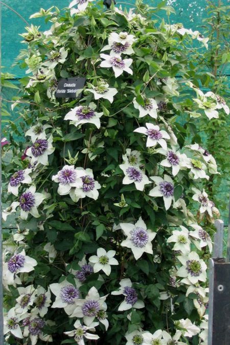 Powojnik kwiecisty odmiana Siebolda - Unikat, ORYGINALNE, pełne kwiaty - Clematis florida var. sieboldiana