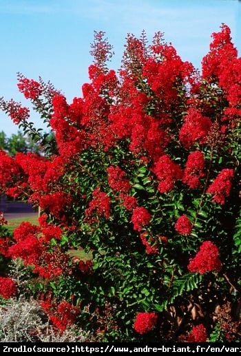 Lagerstremia indyjska  Red Imperator - Bez Południa GŁĘBOKA CZERWIEŃ - Lagerstroemia  indica  Red Imperator