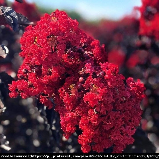 Lagerstremia indyjska  Red Imperator - Bez Południa GŁĘBOKA CZERWIEŃ - Lagerstroemia  indica  Red Imperator