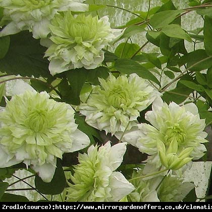 Powojnik kwiecisty Alba Plena - ORYGINALNY, pełne,  białe kwiaty - Clematis florida var. flore - pleno