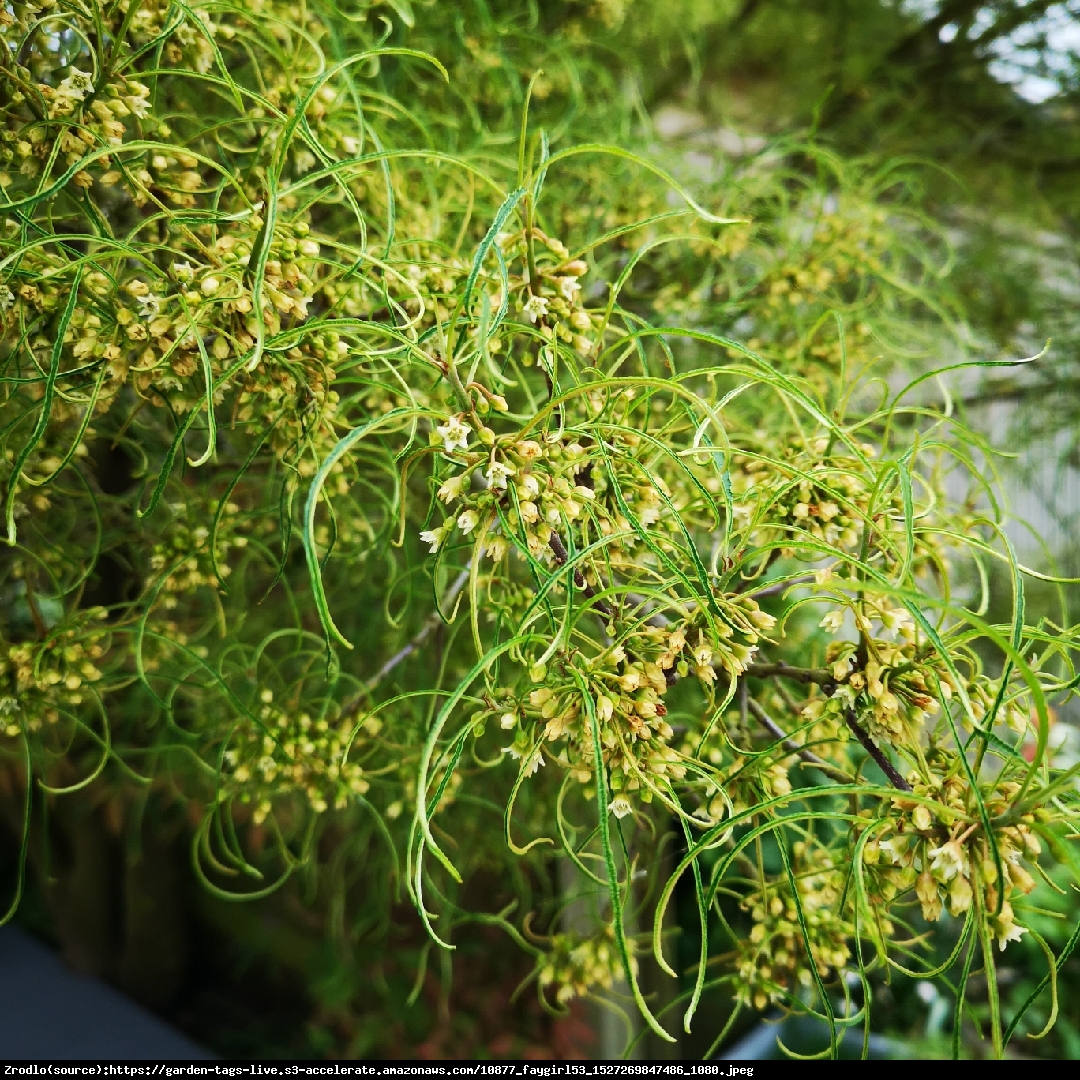 Kruszyna pospolita Asplenifolia - Frangula alnus Asplenifolia