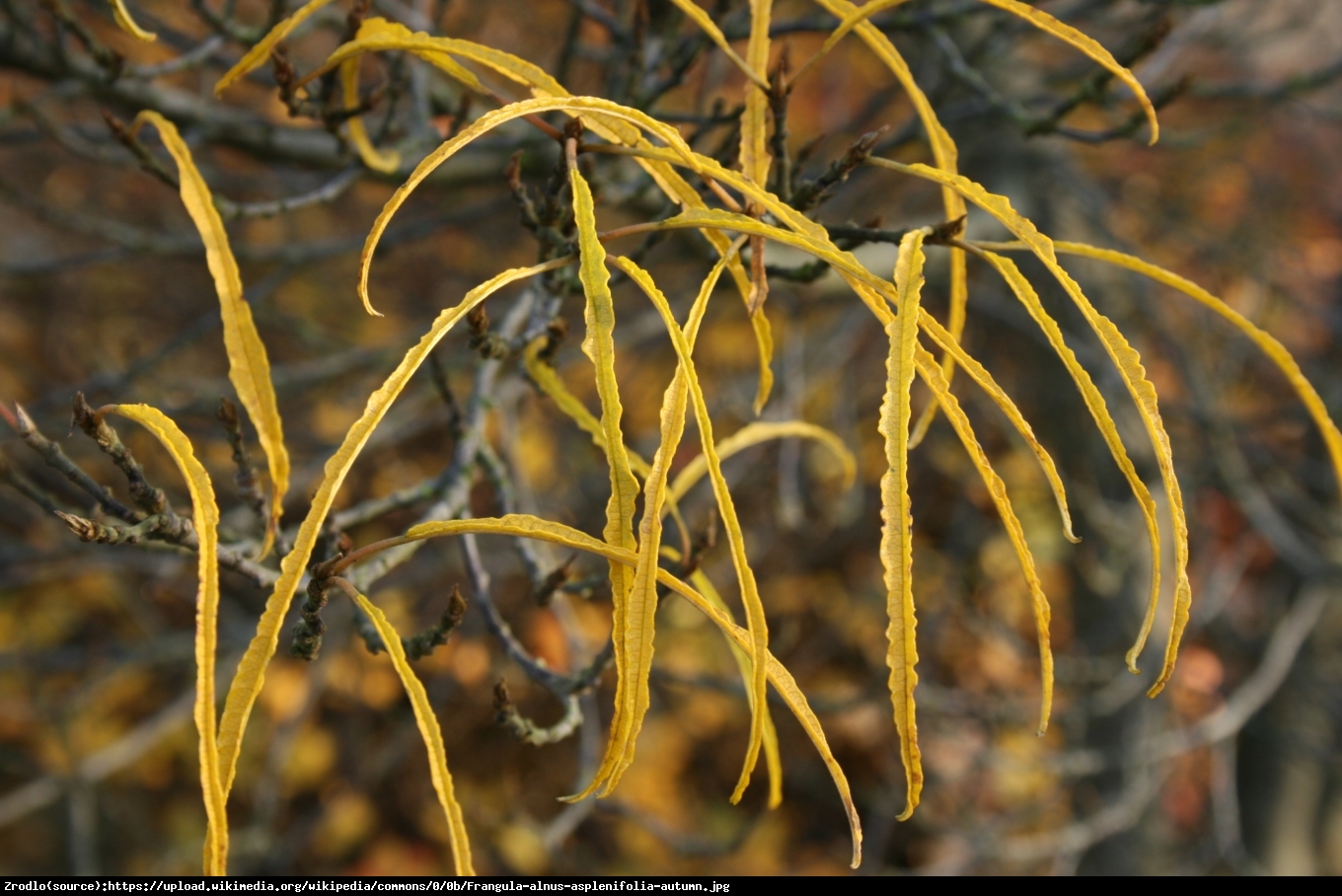 Kruszyna pospolita Asplenifolia - Frangula alnus Asplenifolia