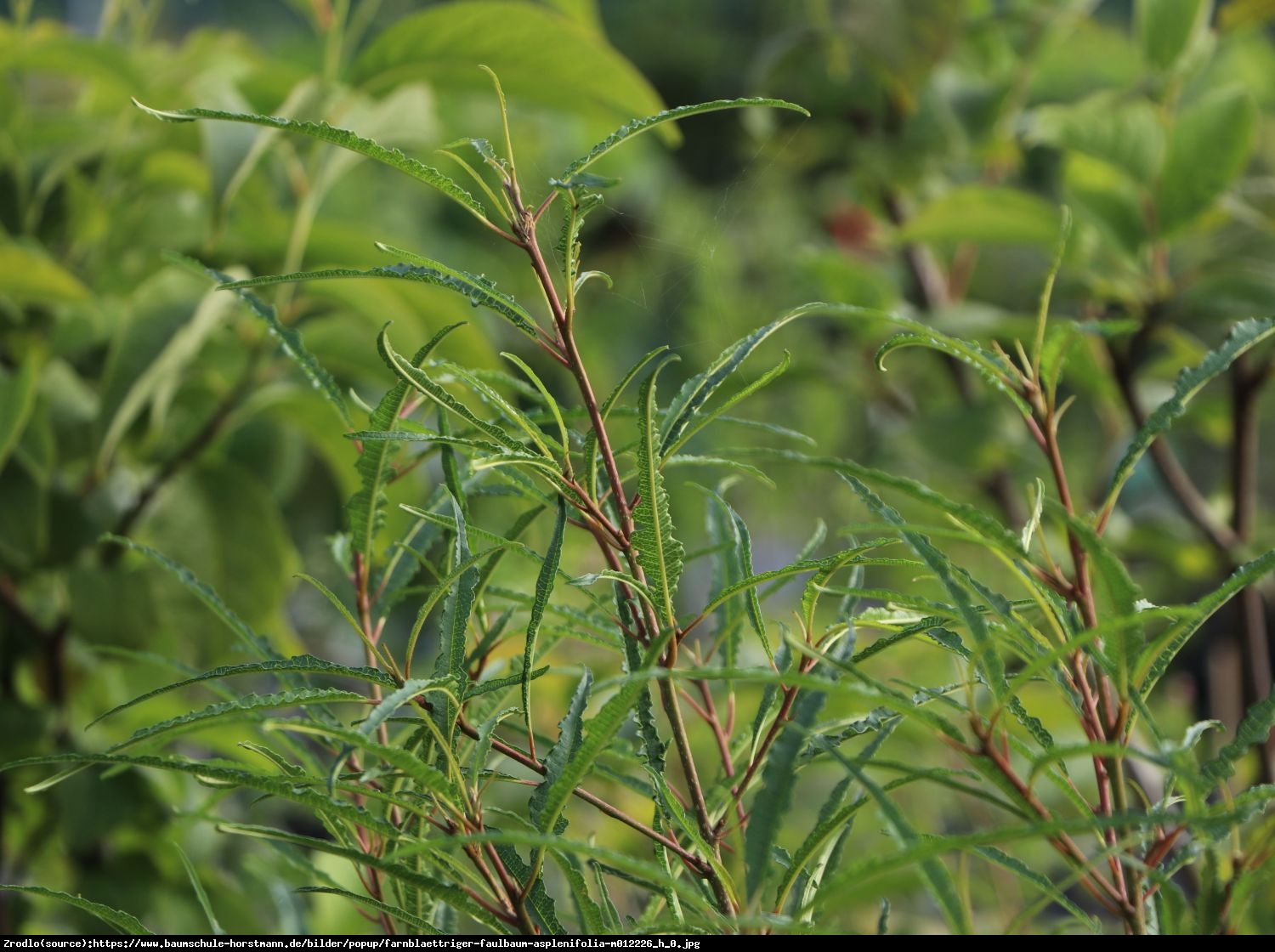 Kruszyna pospolita Asplenifolia - Frangula alnus Asplenifolia