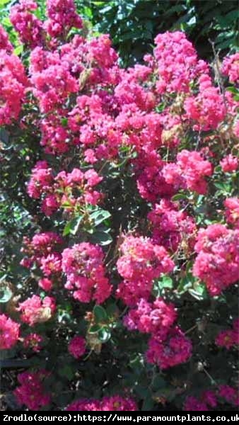 Lagerstremia indyjska Magnifica Rosea - Bez Południa - Lagerstroemia indica Magnifica Rosea