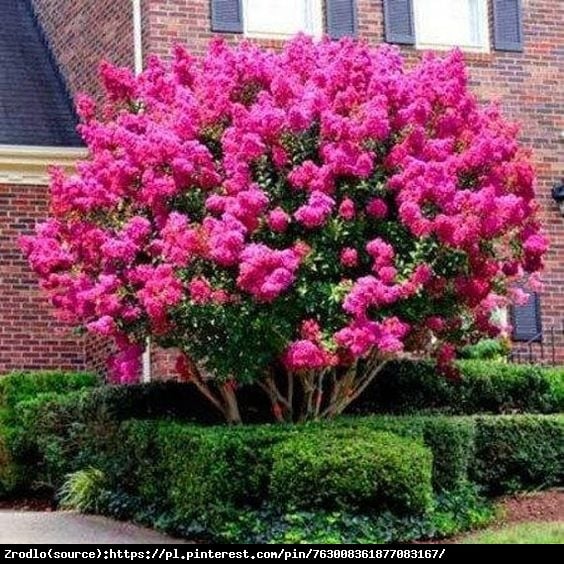 Lagerstremia indyjska Magnifica Rosea - Bez Południa - Lagerstroemia indica Magnifica Rosea