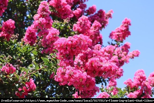 Lagerstremia indyjska Magnifica Rosea - Bez Południa - Lagerstroemia indica Magnifica Rosea