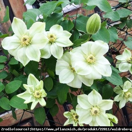 Powojnik  Gurnsey Cream - WIELKOKWIATOWY,kwiaty białe z zielonymi smugami - Clematis  Gurnsey Cream