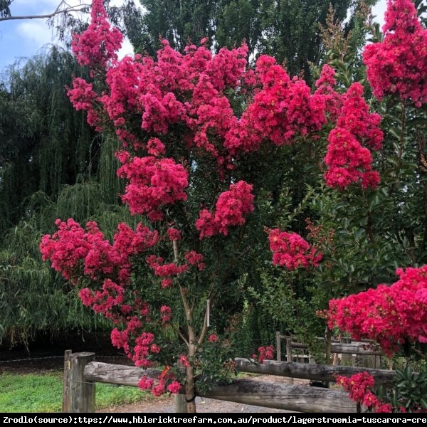 Lagerstremia indyjska Magnifica Rubra - Bez Południa - Lagerstroemia indica Magnifica Rubra