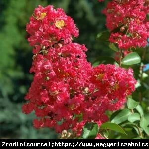 Lagerstremia indyjska Magnifica Rubra - Bez Południa - Lagerstroemia indica Magnifica Rubra