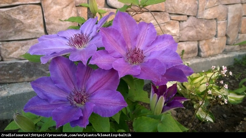 Powojnik Bałtyk - DUŻE KWIATY, powtarza kwitnienie - Clematis Bałtyk