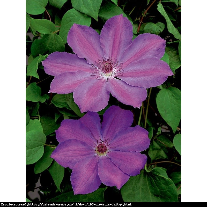 Powojnik Bałtyk - DUŻE KWIATY, powtarza kwitnienie - Clematis Bałtyk