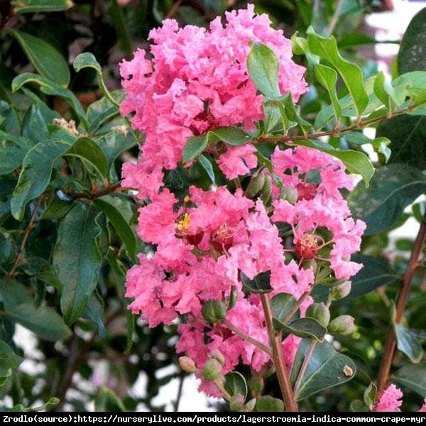 Lagerstremia indyjska Petite Pink - Bez Południa - Lagerstroemia indica Petite Pink