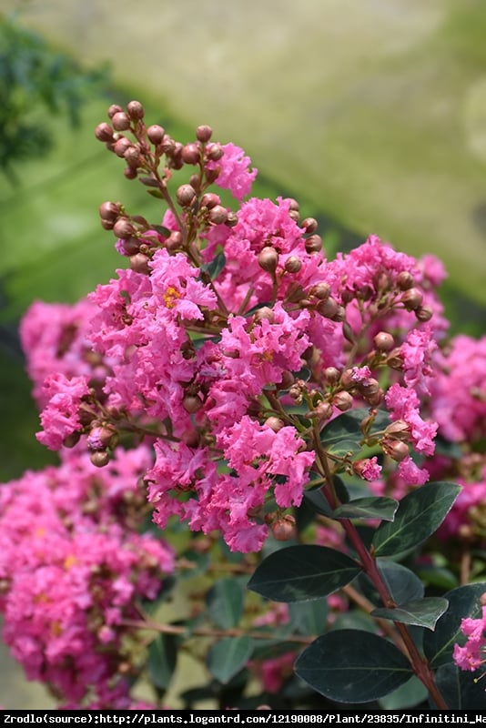 Lagerstremia indyjska Petite Pink - Bez Południa - Lagerstroemia indica Petite Pink