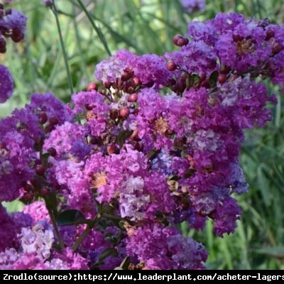 Lagerstremia indyjska Benoit - Bez Południa CIEMNOFIOLETOWY - Lagerstroemia indica  Benoit