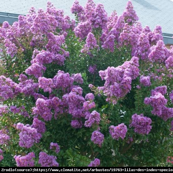 Lagerstremia indyjska Benoit - Bez Południa CIEMNOFIOLETOWY - Lagerstroemia indica  Benoit