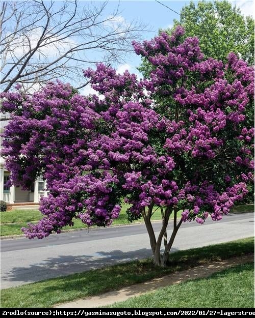 Lagerstremia indyjska Benoit - Bez Południa CIEMNOFIOLETOWY - Lagerstroemia indica  Benoit