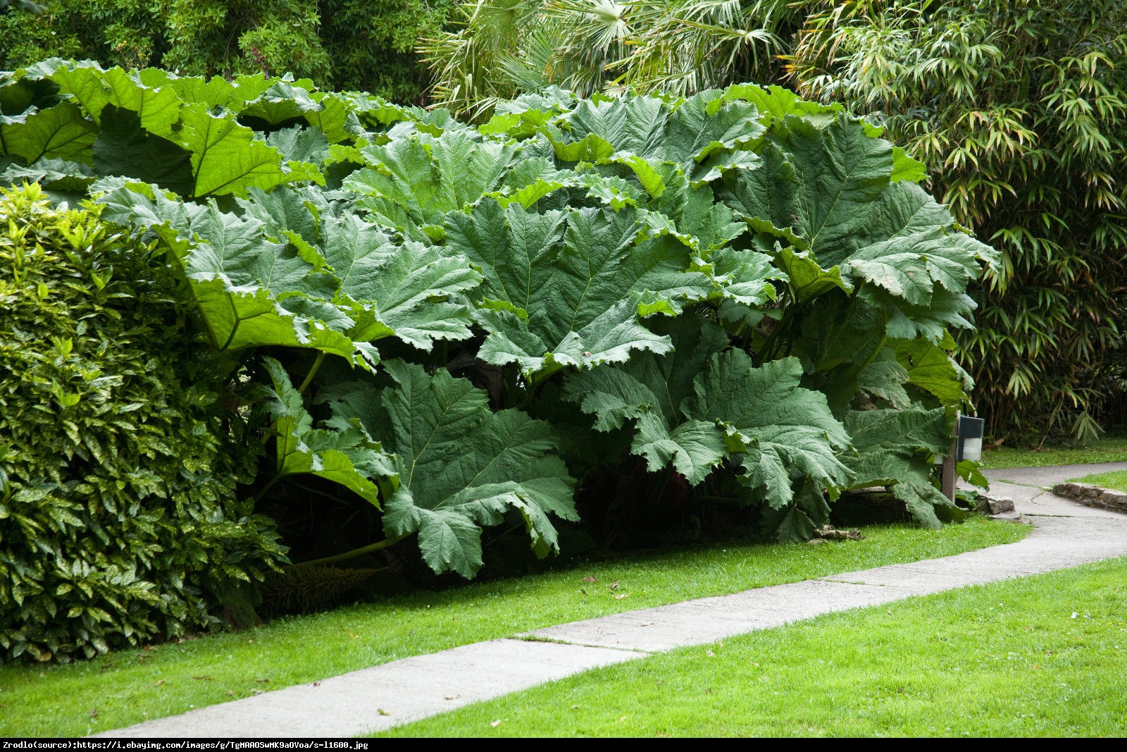 Gunera olbrzymia - Gunnera 