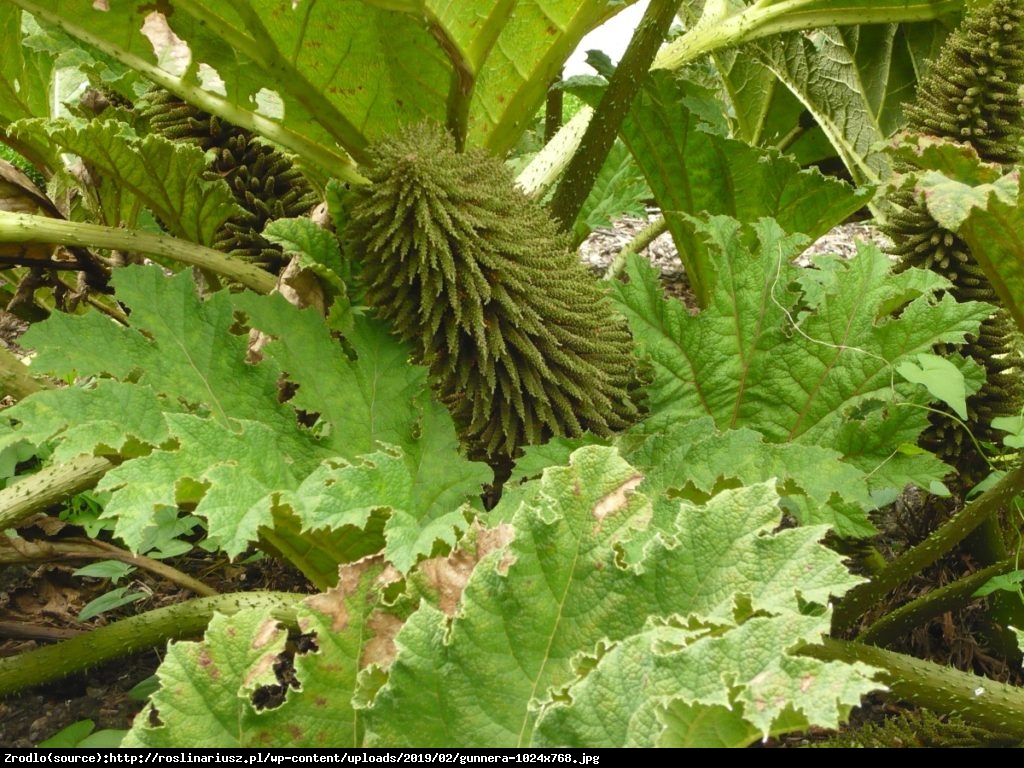 Gunera olbrzymia - Gunnera 