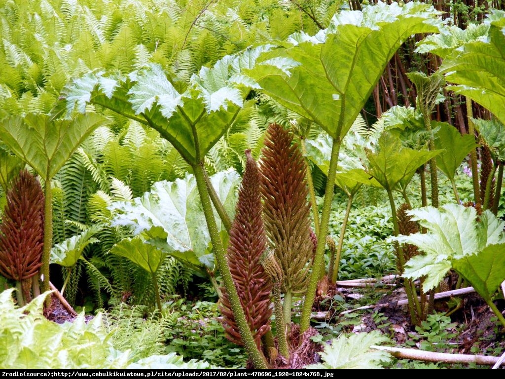 Gunera olbrzymia - Gunnera 