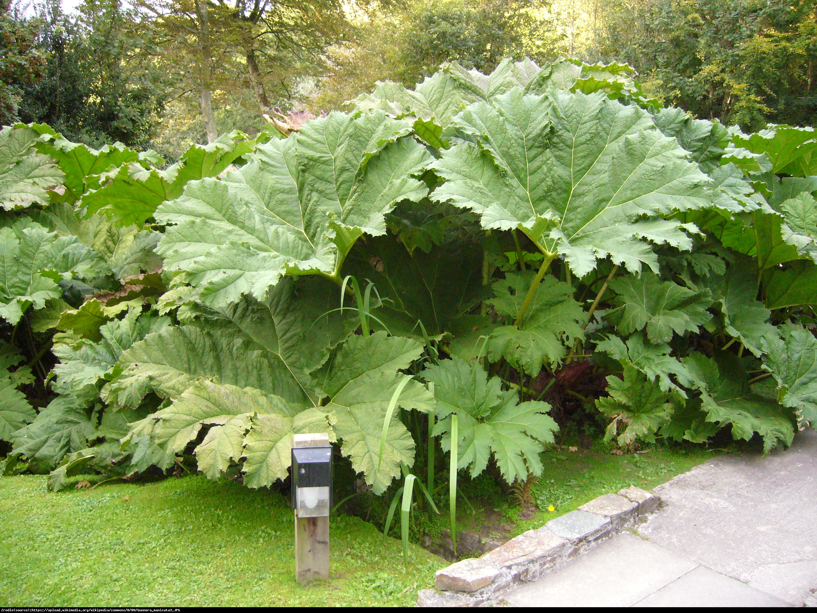 Gunera olbrzymia - Gunnera 