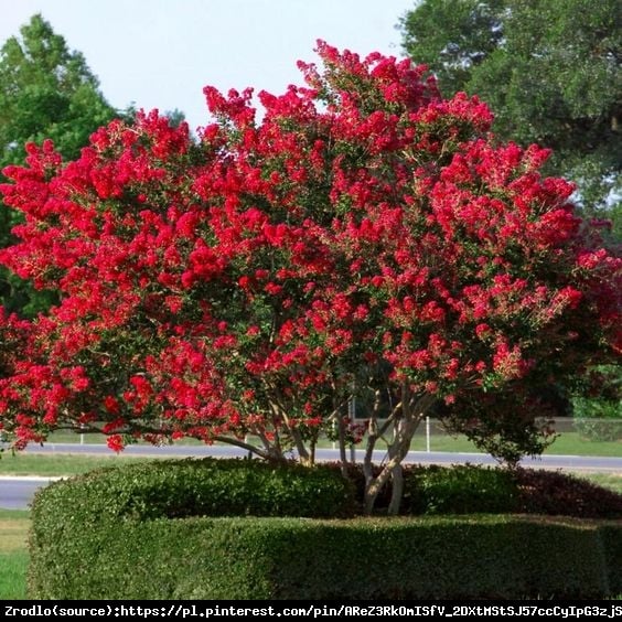 Lagerstremia indyjska  Red Imperator - Bez Południa GŁĘBOKA CZERWIEŃ - Lagerstroemia  indica  Red Imperator